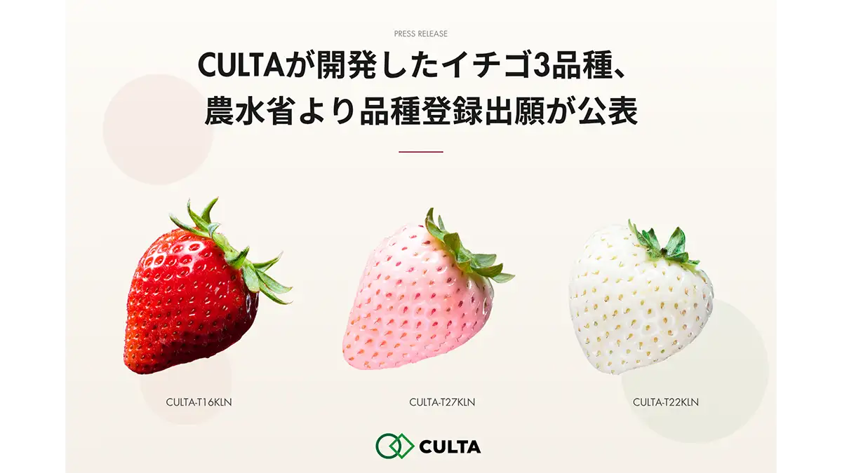 コーイチ まとめうり 新開発のイチゴ3品種 農水省から品種登録出願が公表 CULTA | JAcom