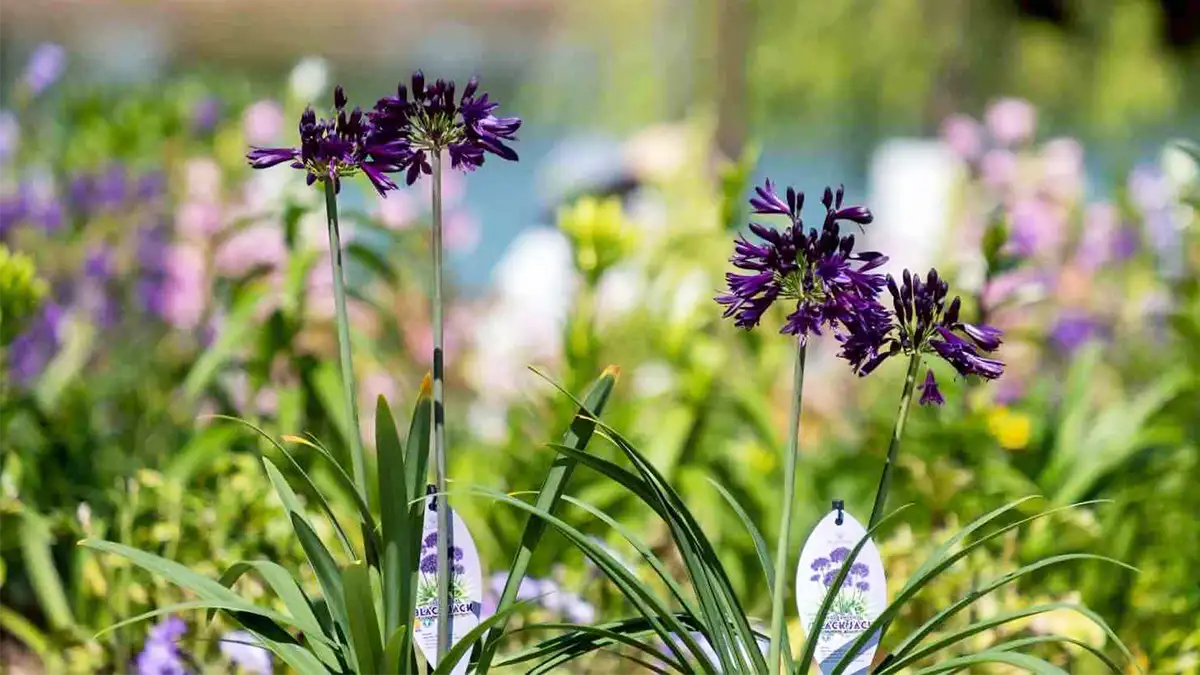 日本初 世界一の花「アガパンサス・ブラックジャック」福岡市から一般