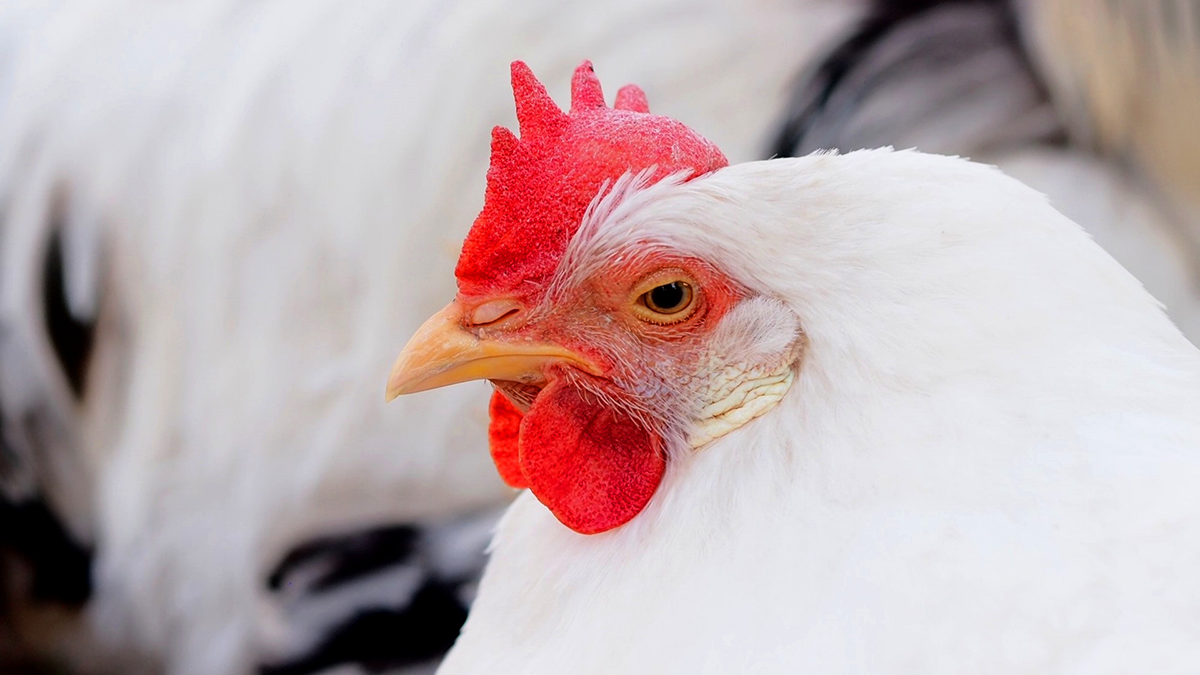 鳥インフル　カナダからの生きた家きん、家きん肉等　輸入停止措置を解除　農水省