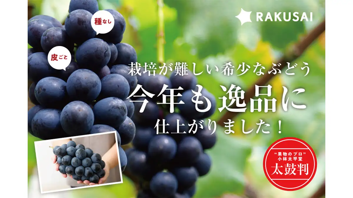 希少ぶどう「ナガノパープル」予約販売スタート 楽彩 | JAcom 農業協同