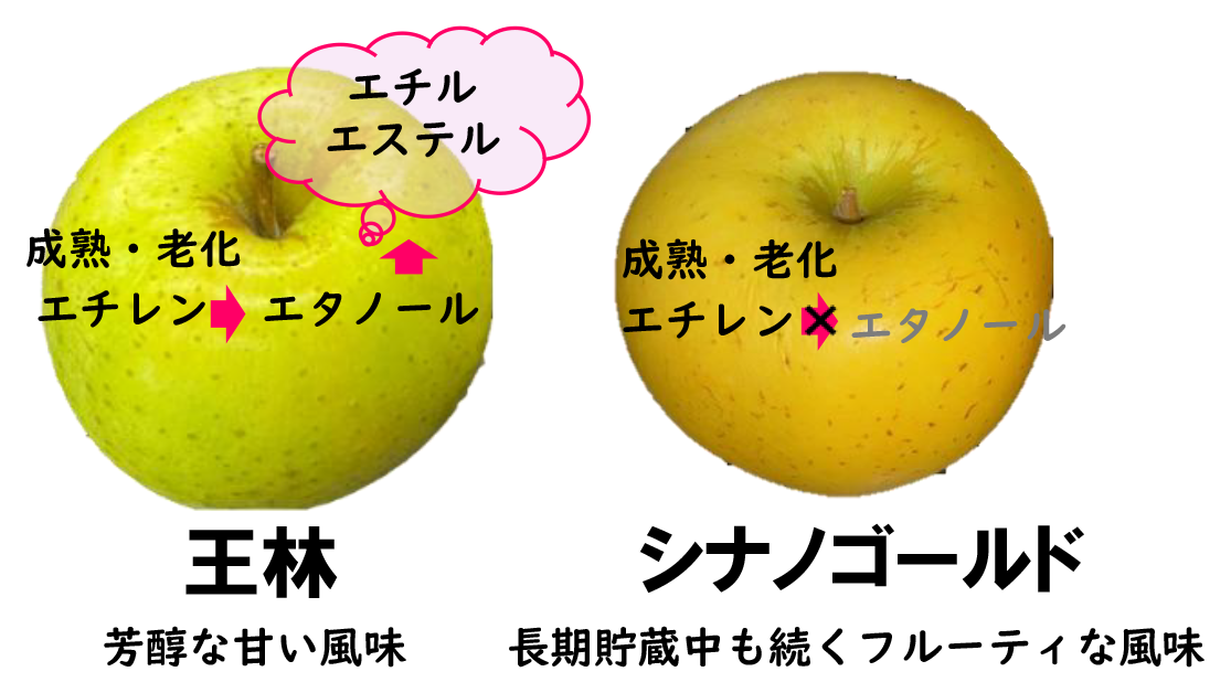 リンゴの貯蔵中に甘い風味が増す仕組みを解明　農研機構