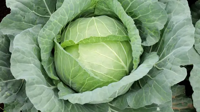 【注意報】野菜類、花き類、ダイズにシロイチモジヨトウ　県内全域で多発のおそれ　愛知県