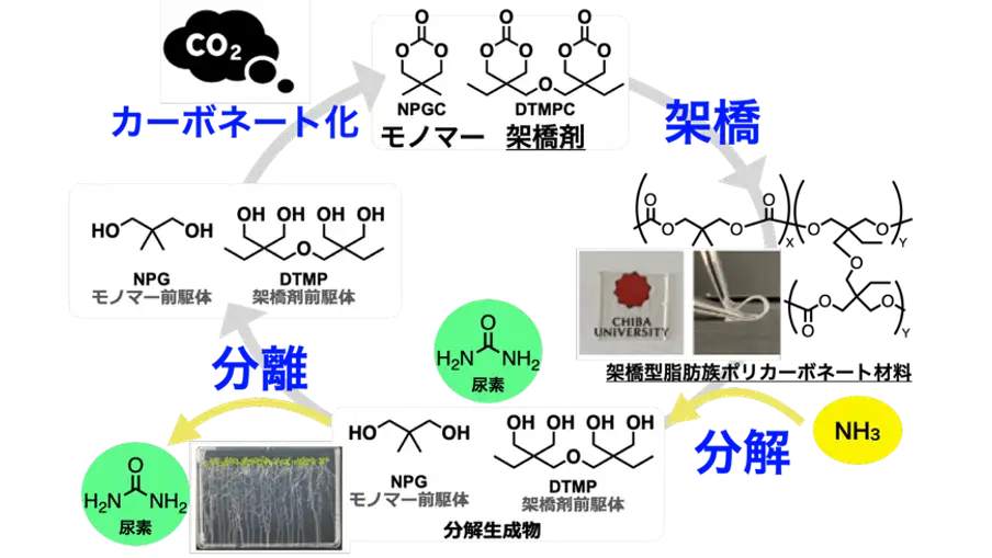 肥料と原料へ還るプラスチックシステム　炭素と窒素を循環利用する新しい高分子資源循環系を実証　千葉大学