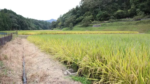 飼料用米は食料安保と環境調和システムの中核　日本飼料用米振興協会が提言