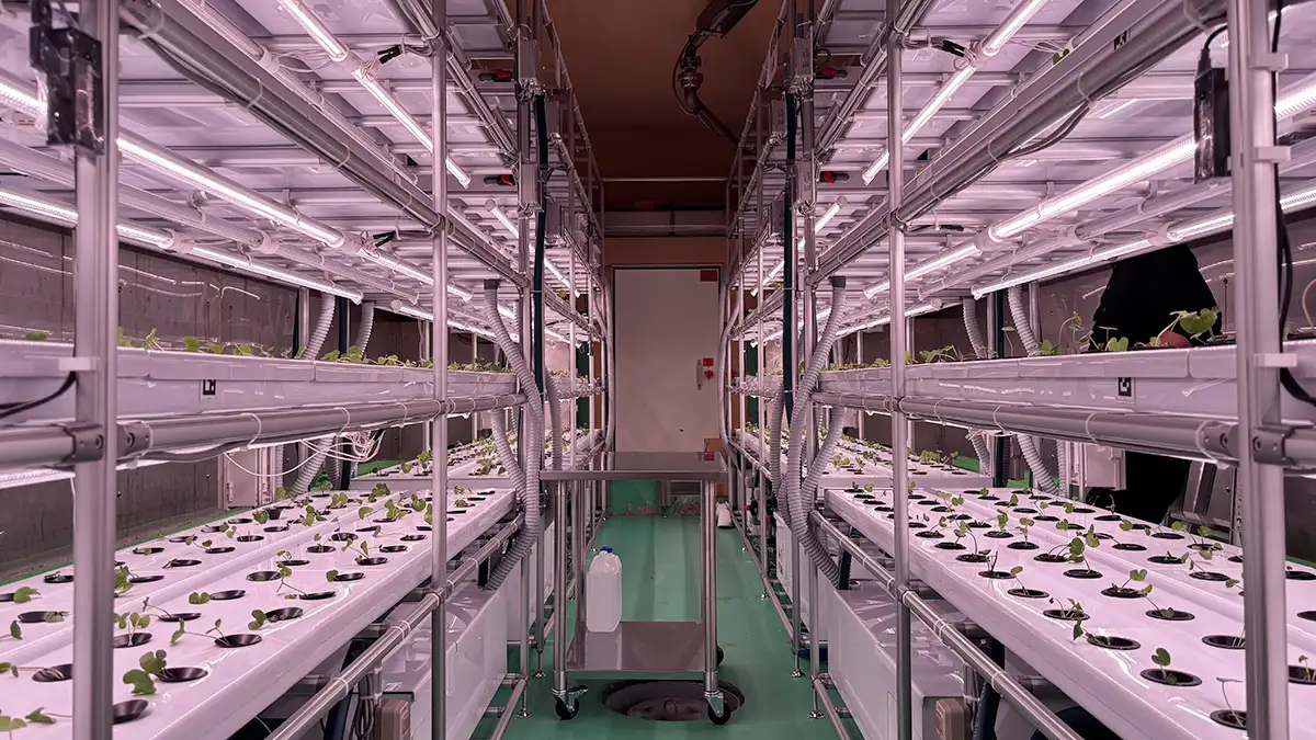 もやし工場で「わさび」を生産 食品工場で新プロジェクト始動 NEXTAGE