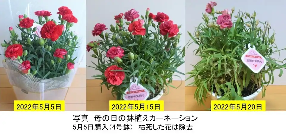 母の日限定」鉢植えカーネーションの高リスク構造【花づくりの現場から