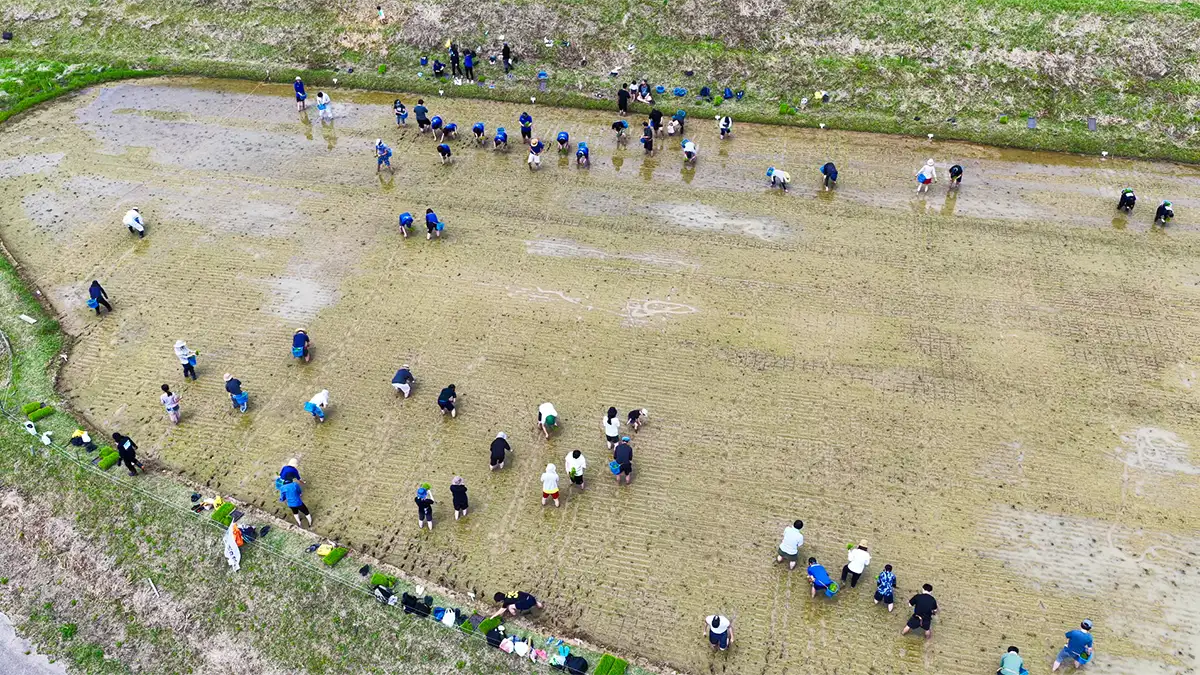 ヤマタネとARTH「長坂の棚田」で地域活性化に向けた取り組みを本格始動