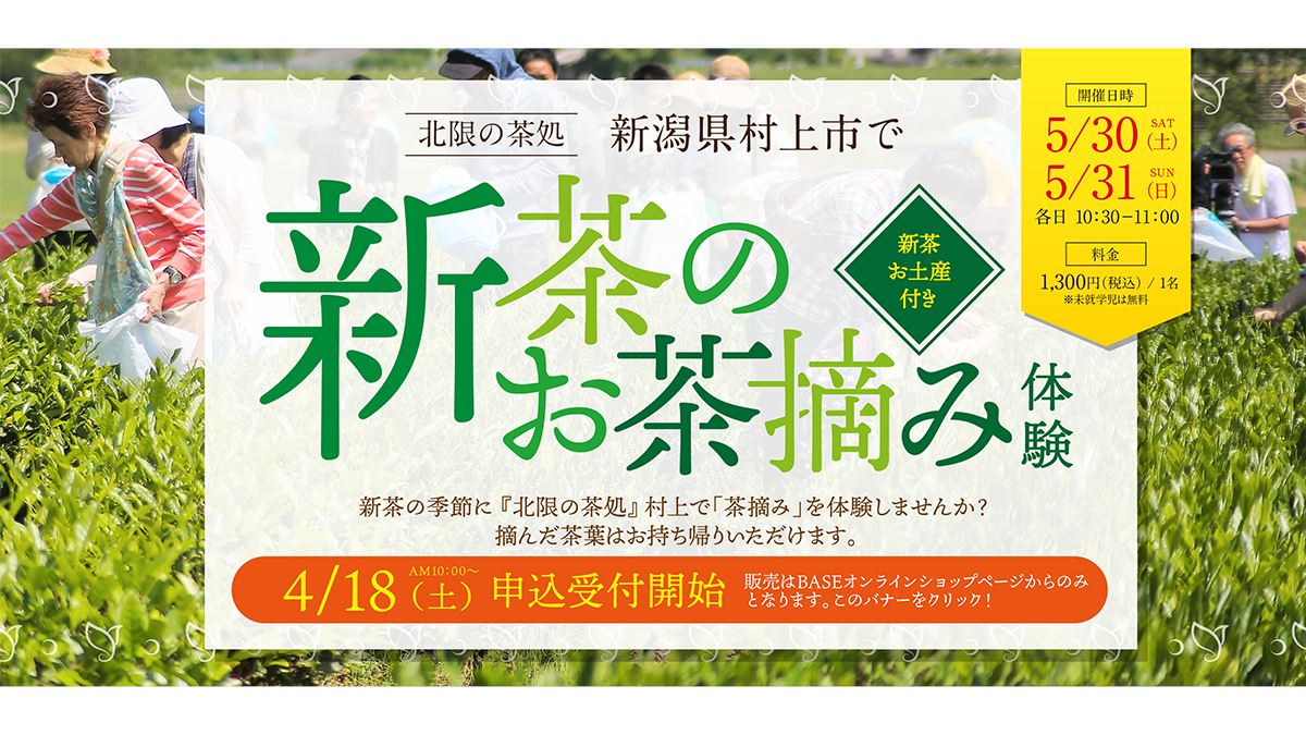 北限の茶畑へ。新潟県村上市で「新茶のお茶摘み体験」開催