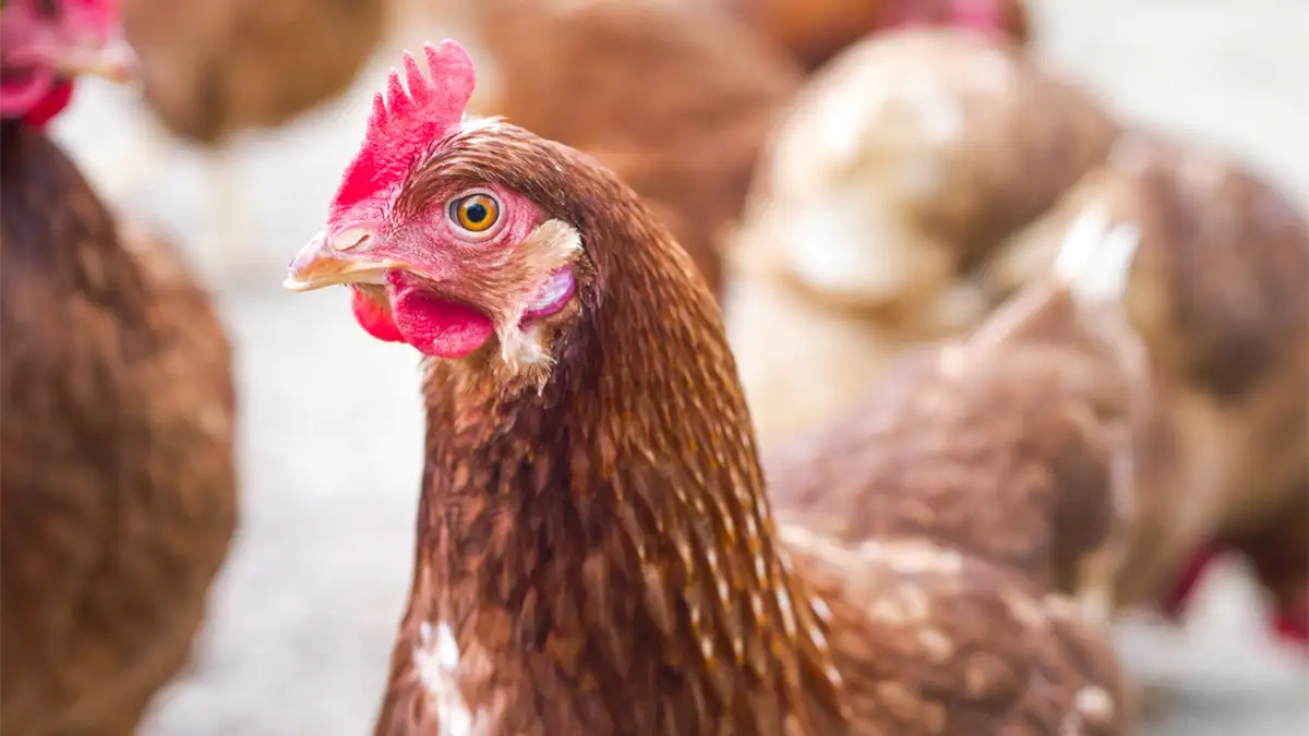 鳥インフル　ハンガリーからの生きた家きん、家きん肉等の一時輸入停止措置を解除　農水省