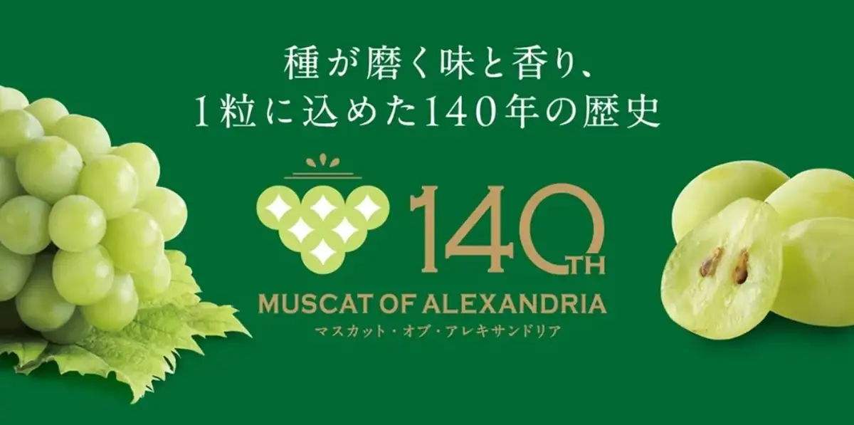 岡山県 ぶどうの女王「マスカット・オブ・アレキサンドリア」販売開始
