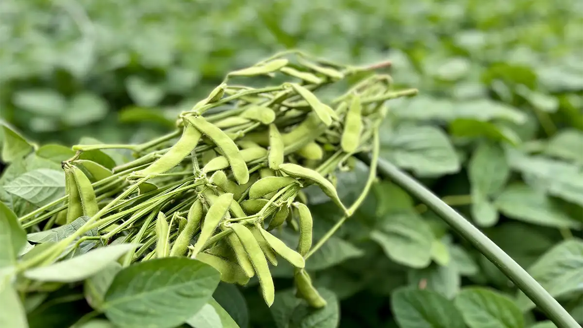 旬の香りを食卓へ　埼玉県狭山市で枝豆の収穫がスタート