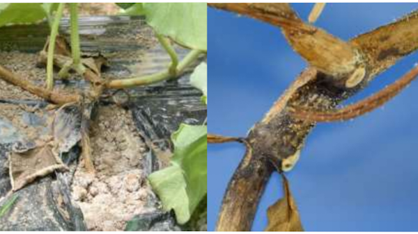 【特殊報】メロン炭腐病　県内で初めて確認　島根県
