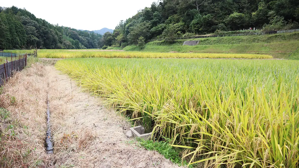 飼料用米　支援縮小か　需要見込みは30～40万ｔ
