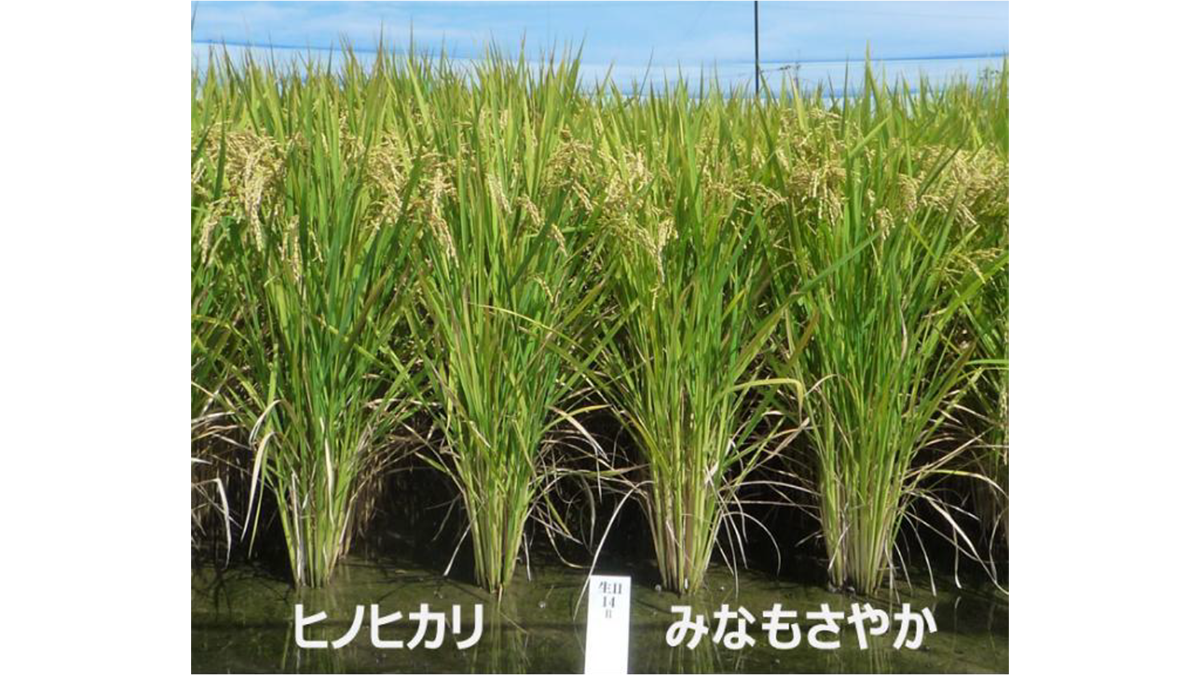高温登熟性・多収・病害に強い 良食味水稲新品種「みなもさやか」育成
