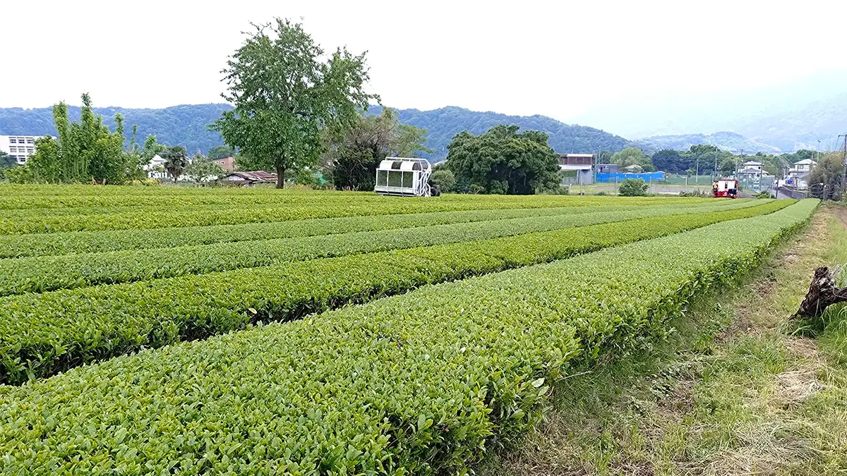 耕作放棄されかけた茶畑から有機JAS一番茶が誕生　神奈川県愛川町産「めでる茶」販売開始