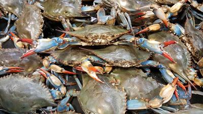 カニを食べよう【イタリア通信】