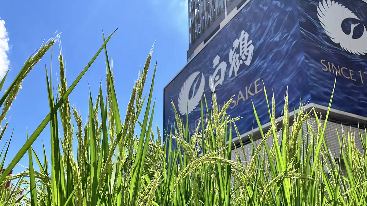 銀座育ちの酒米で造った「純米大吟醸酒」40本限定発売 白鶴酒造