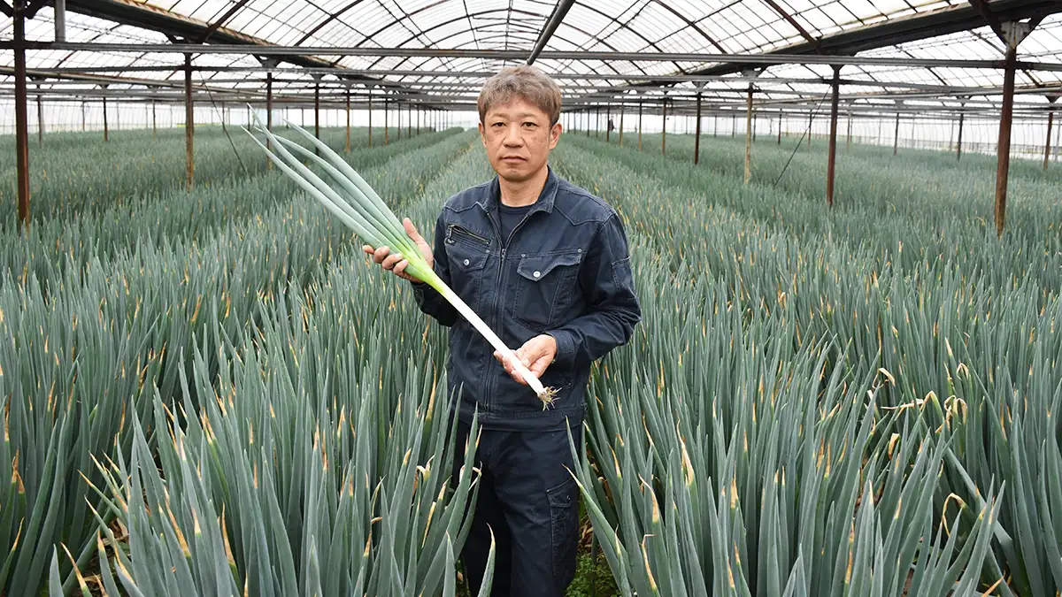 収量・品質の安定化にも効果　丸和バイオケミカル「ストラクチャー」「ギアアップ」　茨城県の農家の活用事例【バイオスティミュラントの最前線】