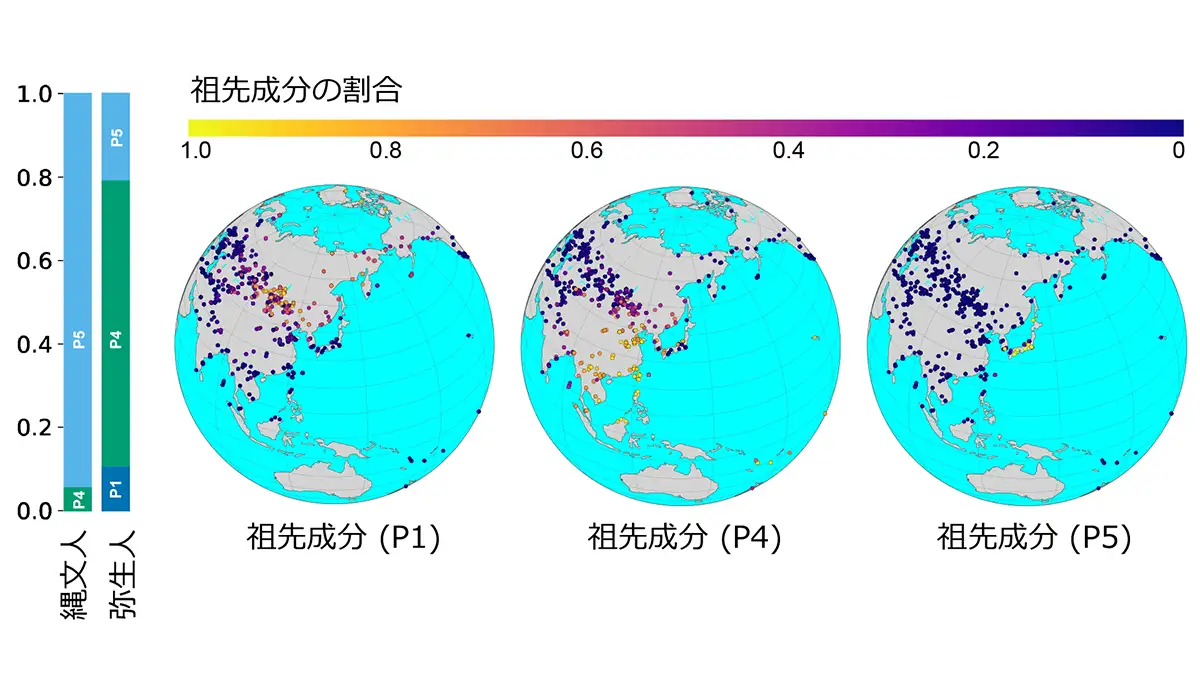高精度な縄文人・弥生人ゲノムが明らかに 祖先集団の歴史と食への適応