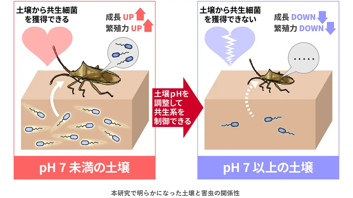 【中古】図説 カメムシの卵と幼虫 (総合農業研究叢書 (第51号)) 中古】図説 カメムシの卵と幼虫 (総合農業研究叢書 (第51号))の通販は
