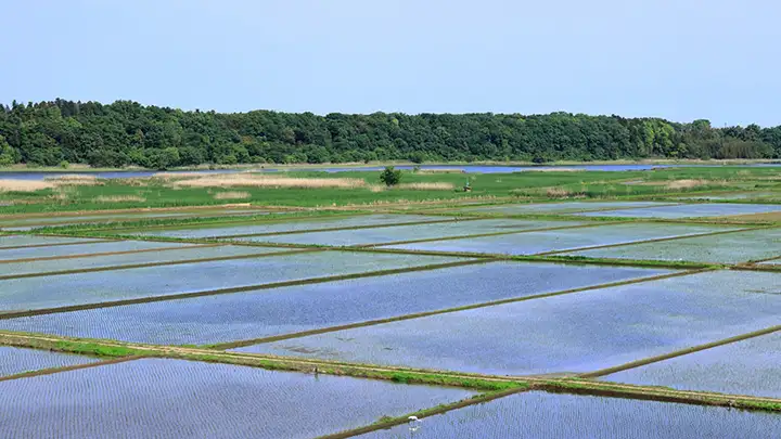 産地支援に踏み込む大手米卸　ヤマタネと神明が「お米未来展」で明かした覚悟