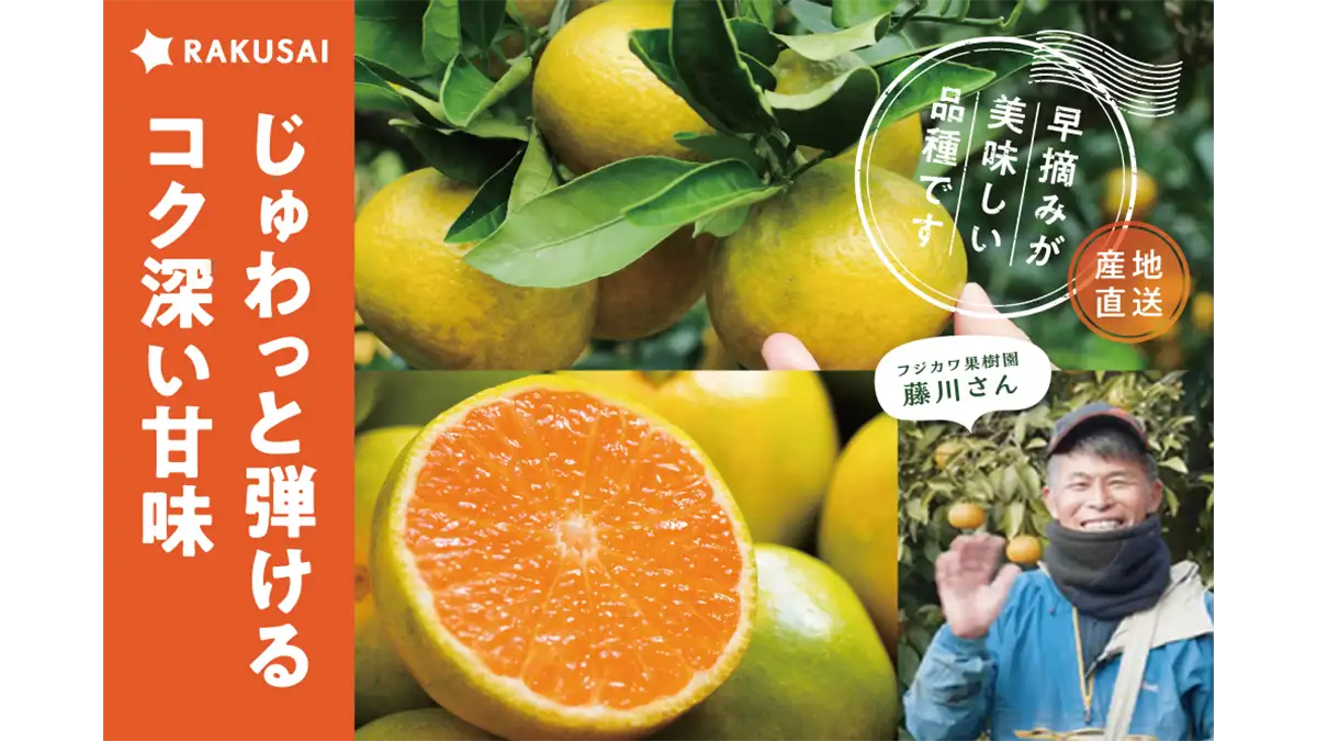 絶妙な甘酸バランス 香川県産「ゆら早生みかん」予約販売開始 楽彩
