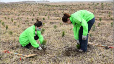 九十九里浜津波被害林の植林を実施　共栄火災