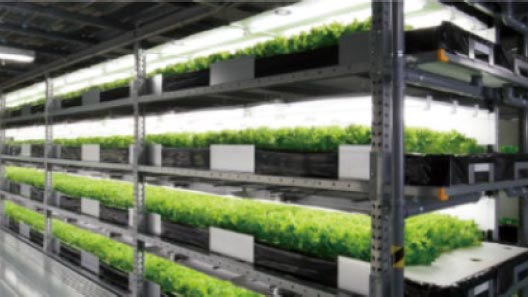 植物工場事業で新会社「フレデリッシュ」設立　北陸電力×大気社×農林中金