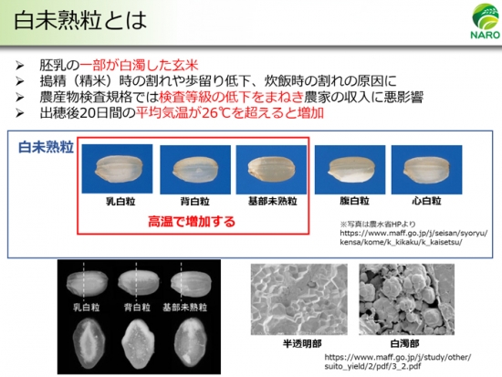 水稲の高温耐性品種の作付け面積、16％超に拡大 高温登熟性「やや強