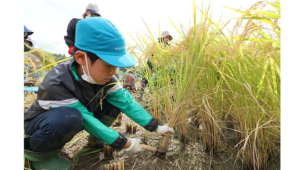 一足早い秋の実り　標高約350mの樫田地域で児童が稲刈り体験　大阪府高槻市