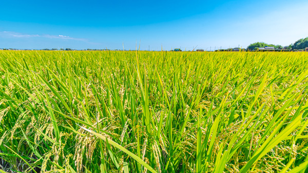 【全農　23年産米 生産・集荷・販売方針】（2）多様性、環境に配慮