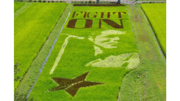 永ちゃんが「田んぼアート」に　矢沢永吉ファンなど美作市で田植え