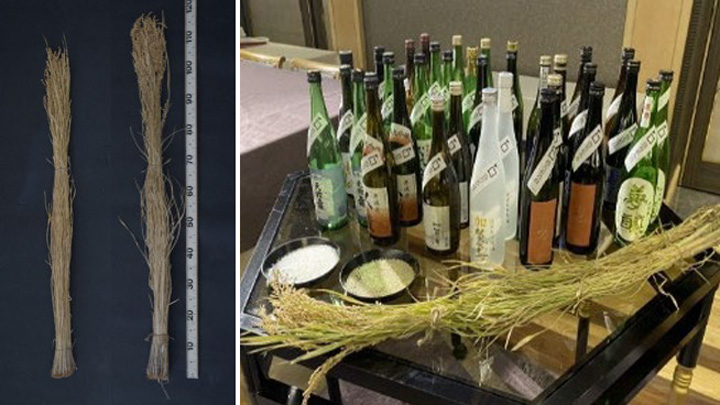 日本酒の酒米新品種「百万石乃白」「Hyogo Sake 85」登場　生研支援センター