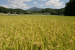 稲作と転作 両輪で体質強化【岩手県】
