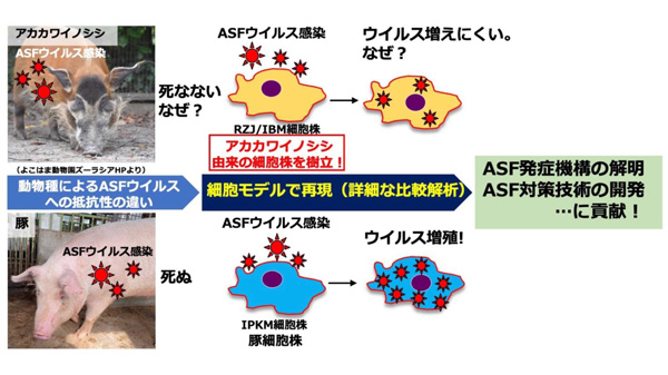 アカカワイノシシ由来の新細胞株を樹立　アフリカ豚熱ウイルスの病原性解明へ　農研機構