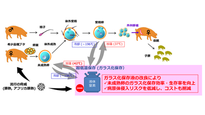 ガラス化保存法の改良でブタ卵子発生率が2倍以上に　農研機構