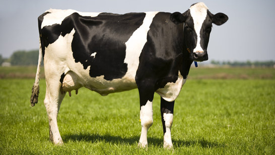 土壌微生物技術で牛のゲップ中メタンガス80％削減　補助飼料「Cowtrol」開発　TAIGA