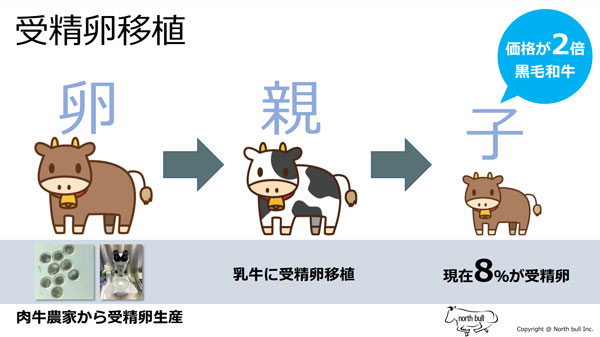 「和牛受精卵」移植のノースブル　?児島県に受精卵の生産・買取の拠点を開設