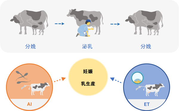 胚移植の活用で乳牛の妊娠をより確実に　乳牛繁殖の効率化へ貢献　北大、農研機構など