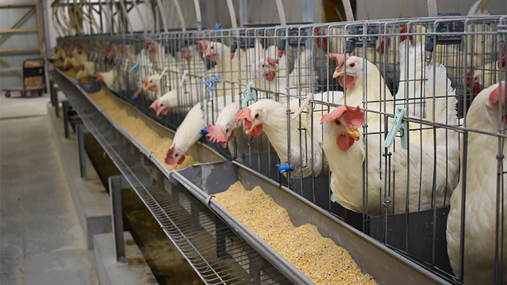 鶏のふん量低減飼料で特許取得　「小麦」使用が鍵－ＪＡ全農