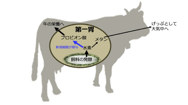 メタン産生抑制効果が期待される新規細菌種　乳用牛の胃から発見　農研機構