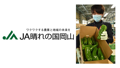 津山市久米地区特産「ジャンボピーマン」出荷開始　ＪＡ晴れの国岡山