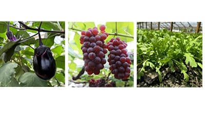 銀座三越みのりみのるマルシェ「大阪の実り」6月1日に開催　ＪＡ全農