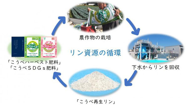 再生リン配合肥料「こうべハーベスト肥料」をブランド野菜などに利用拡大　ＪＡ兵庫六甲