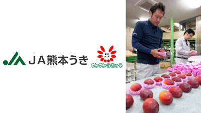 マンゴー出荷本格化 色づき糖度良し　ＪＡ熊本うき