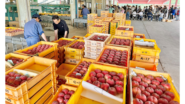 桃の名産地・韮崎市新府で出荷開始「はね桃」に大行列　ＪＡ梨北