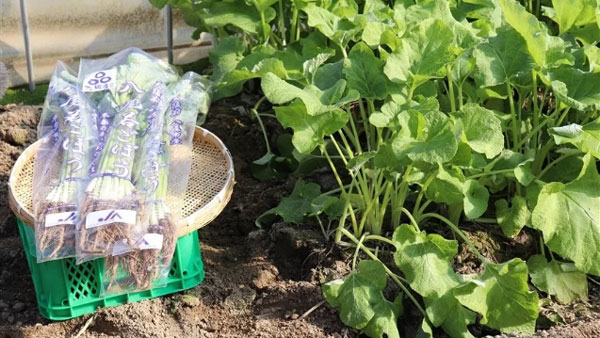 「なにわの伝統野菜」など対象商品が20％OFF　ＪＡタウン