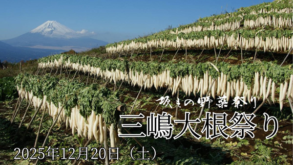 坂もの野菜祭り「三嶋大根祭り」20日に開催　ＪＡふじ伊豆