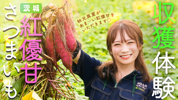 秋元真夏の「ゆるふわたいむ」 天皇杯受賞さつまいも「紅優甘」の産地を訪問　ＪＡタウン