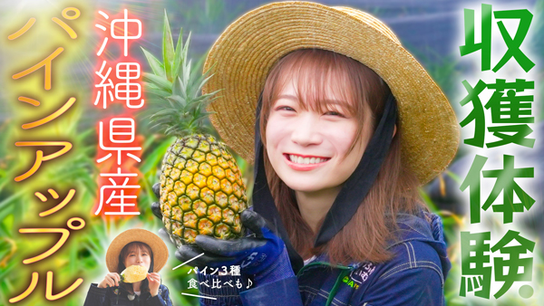 秋元真夏の「ゆるふわたいむ」石垣島でパインアップルを収穫　ＪＡタウン